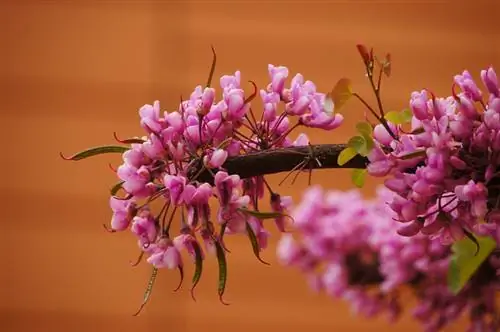 Bonsai de l'arbre de Judes: consells de cura, ubicació i disseny