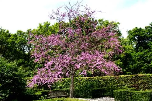 El árbol de Judas como árbol estándar: así es como se cría y se cuida