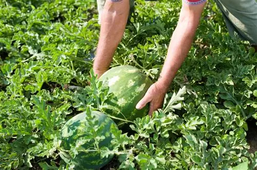 Disfrute de la temporada de sandías: consejos y recetas