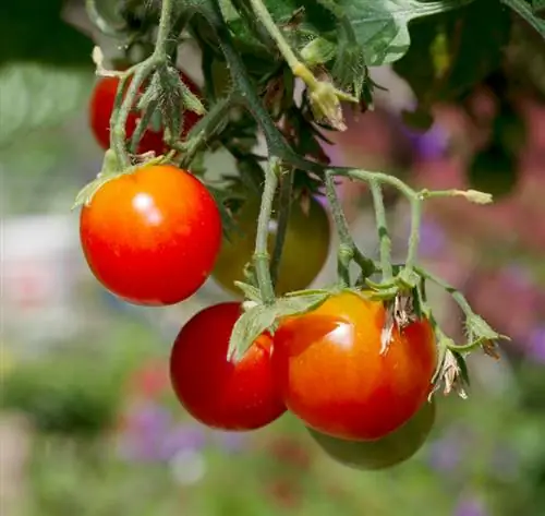 Water hanging tomatoes