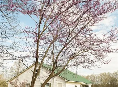 Árbol de Judas sin flores.