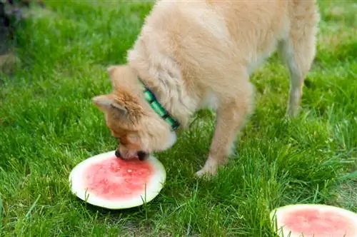 Meloen voor honden