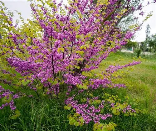 Locația arborelui Iuda: Cum să găsești locul optim