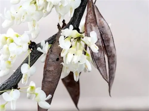 Árbol de Judas: Las variedades más bonitas para tu jardín