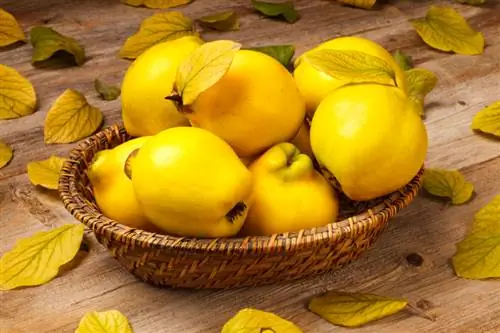 Quince fruit