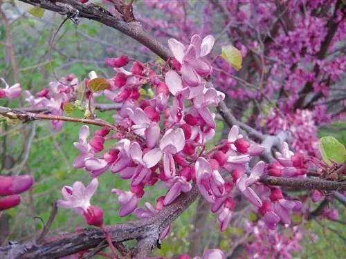 Judas tree care: This is how your favorite tree thrives