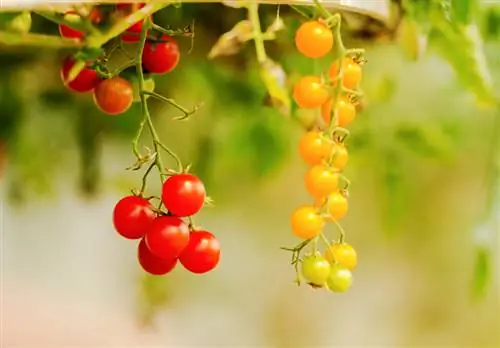 Hanging tomato types