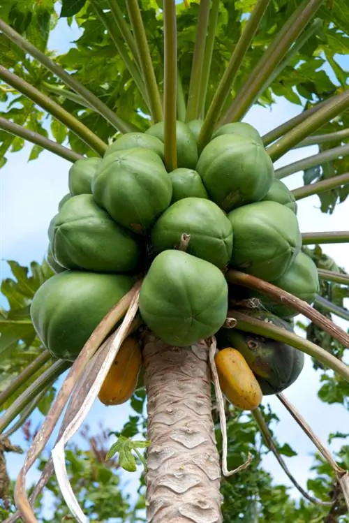 Papaya origin