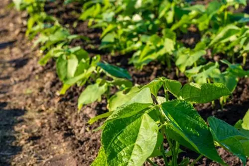 Nabiranje grmičastega fižola: zakaj in kako pomaga rastlinam