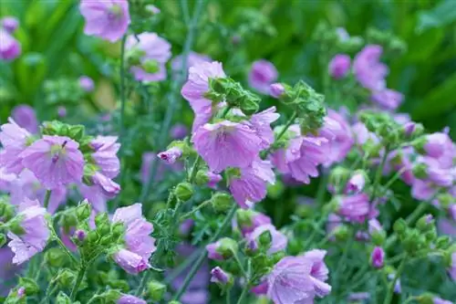 Myskmalvavård: tips för en magnifik blomma