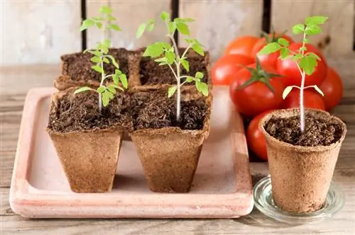 Plantar tomàquets penjats: consells per a balcons i terrasses