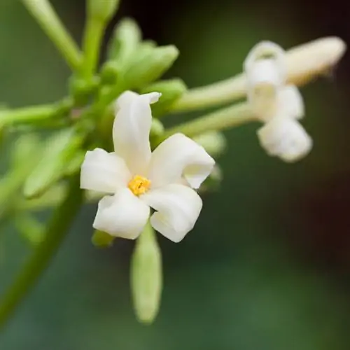 flor de papaya