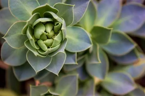 Roller spurge cuttings