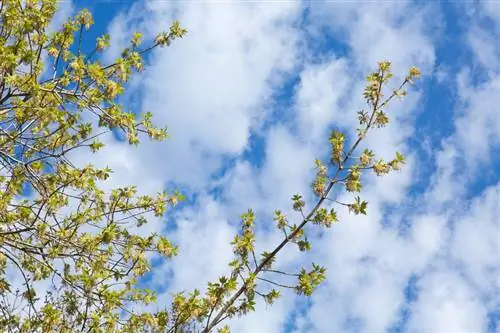 Tshauv maple pruning