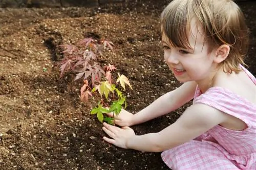 Plantar arce japonés: ubicación, suelo y consejos de cuidado