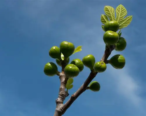 Transplant fig tree