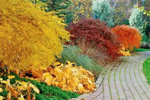 Japanese maple varieties