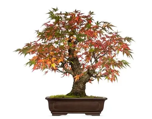 Japanski japanski javor bonsai