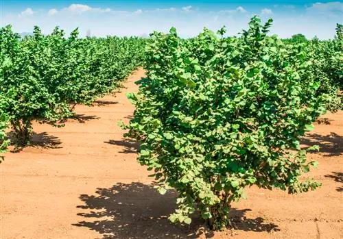 Beschrijving van de hazelnootboom: alles wat u moet weten in het kort