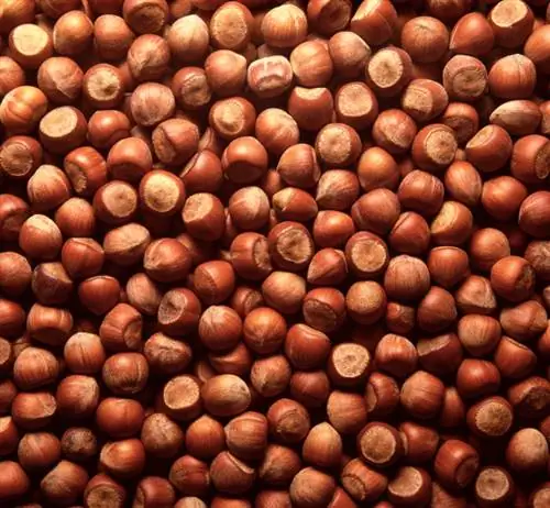 Hazelnut ফসল কাটার সময়