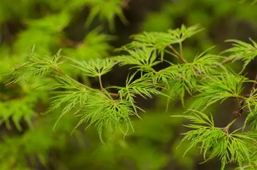 Poda de arce japonés