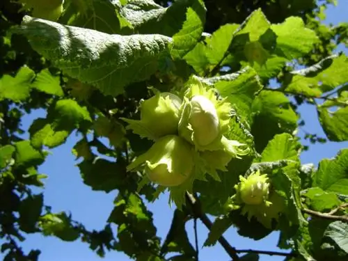 Hazelnut hedge