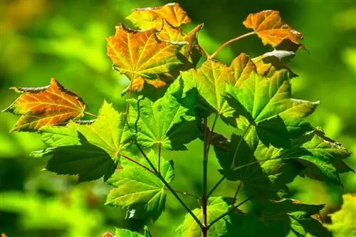 Daun coklat pada maple Jepun: petua penjagaan