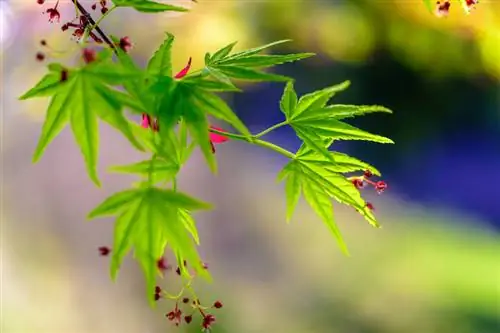 Flor de arce japonés: momento, características y consejos de cuidado