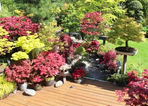 Japanese maple patio