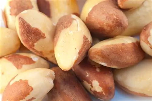 Brazil nut: nakakalason o kayamanan sa kalusugan?