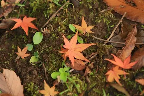 Japanese maple puag