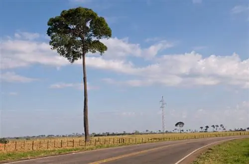 Tanaman pohon kacang Brazil