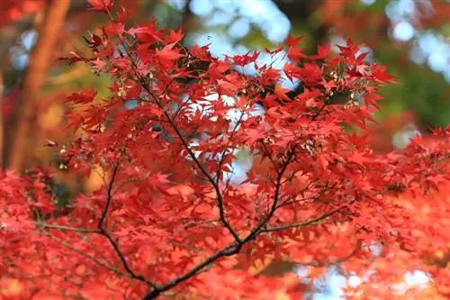 Fertilizar el arce japonés: ¿cuándo y cómo es óptimo?