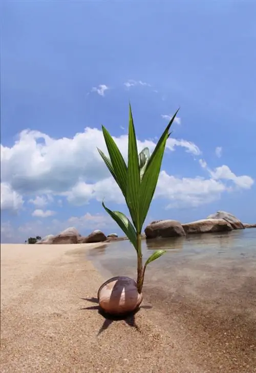 Palmera de coco: consells per a la cura per a un creixement saludable