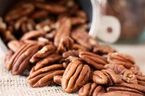 Menanam pecan