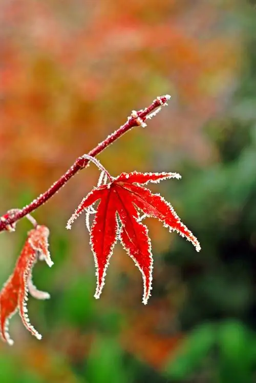 Oorwinterende Japannese esdoorns: Wenke vir gesonde plante