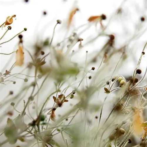 Rudeninės anemonės žiemą: į ką reikėtų atkreipti dėmesį?