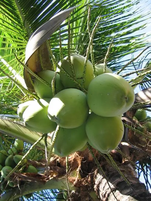 Noix de coco : un plaisir toute l'année sous les tropiques