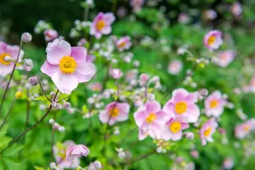 Hatiin ang taglagas na anemone: Ito ay kung paano mo madaling palaganapin ang pangmatagalan