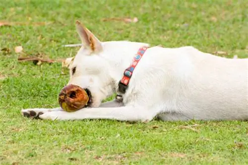 Cocco per cani: benefici e rischi per la salute