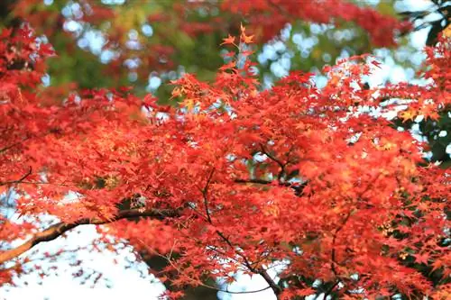 Kemegahan warna yang menarik: maple Jepun di taman