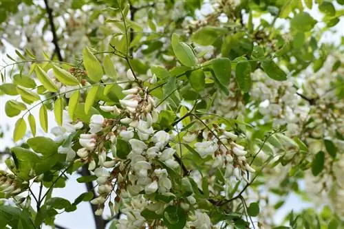 La locusta nera è velenosa