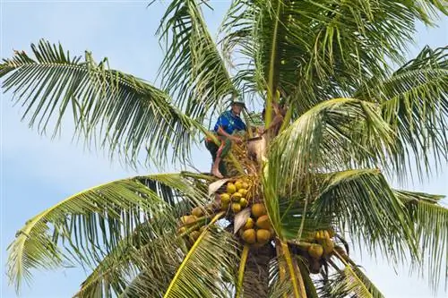 Monos trabajando: La fascinante cosecha del coco