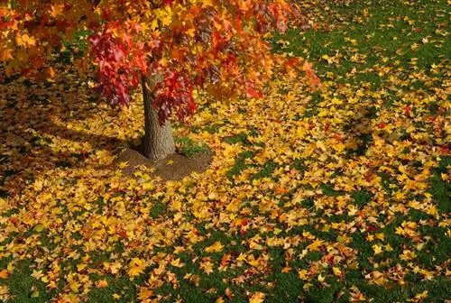 גזע עץ Sweetgum