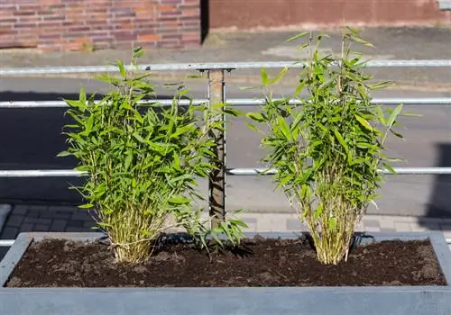 Dwarf bamboo for the balcony: How do you keep it in the pot?