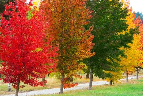 Sweet gum varieties: Which one is right for your garden?