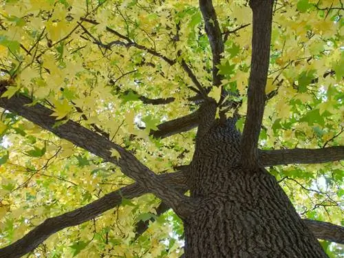 Sweetgum koka izmērs: augšana, šķirnes un īpašās iezīmes