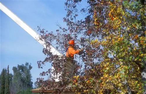 Подрязване на дървото Sweetgum