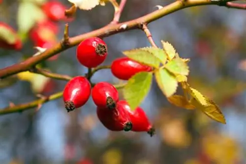 Rosehip fruit