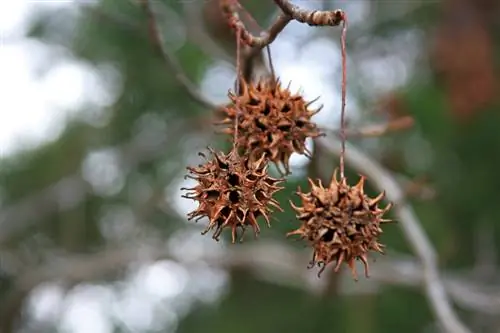 Sweetgum: todo sobre las fascinantes frutas